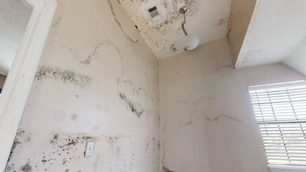 Best Black Mold Removal  in Mountain View, CA