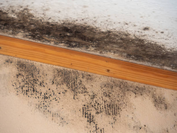 Asbestos and Lead Testing During Mold Inspection in Mountain View, CA