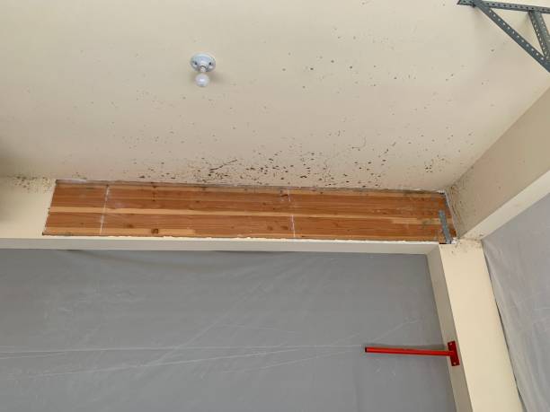 Best Real Estate Mold Inspection  in Mountain View, CA