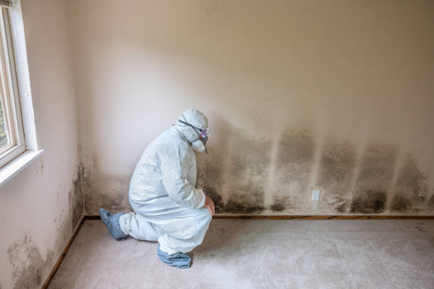 Best Post-Construction Mold Inspection  in Mountain View, CA