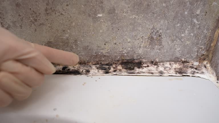 Best HVAC Mold Inspection and Cleaning  in Mountain View, CA